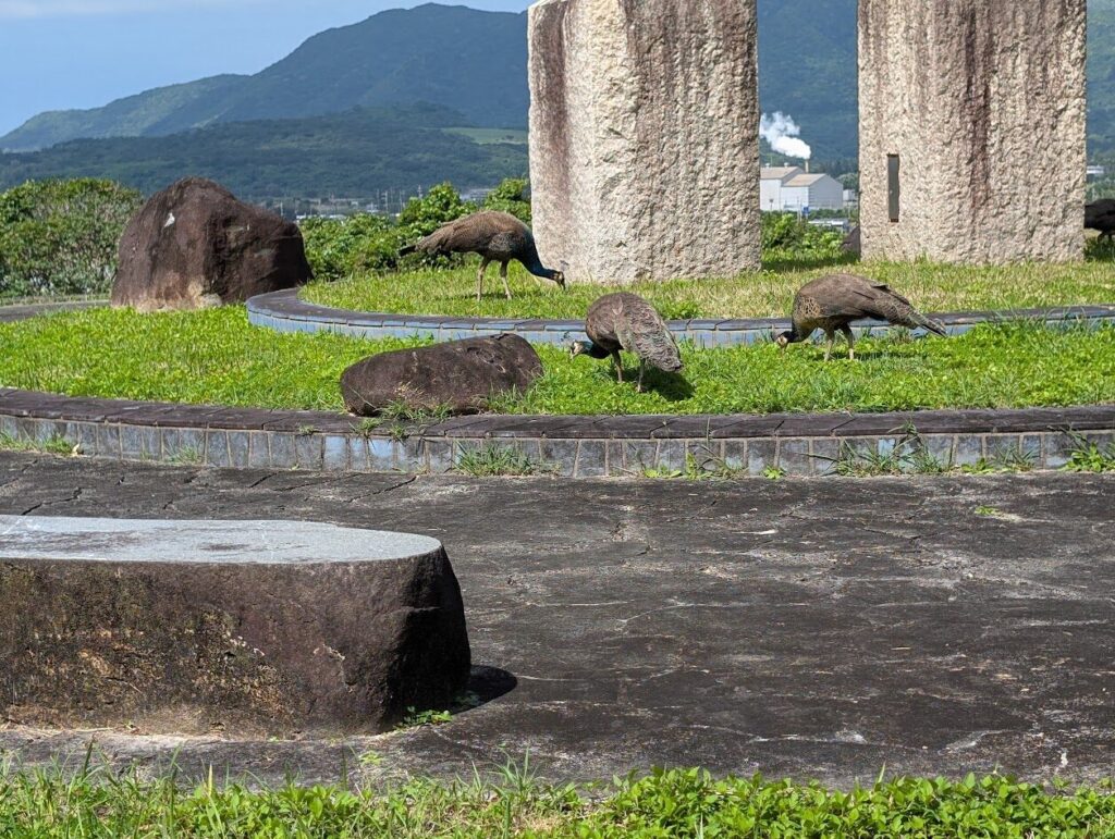 沖縄県石垣市のバンナ公園の野良孔雀の写真