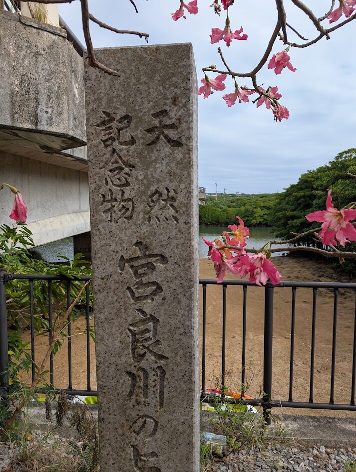 雨上がりの石垣島宮良川ほとりの綺麗なお花の写真