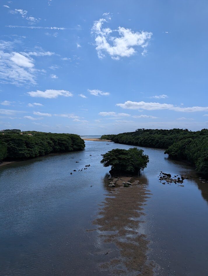 国の天然記念物「宮良川のヒルギ林」
