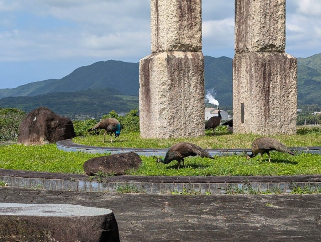 バンナ公園に生息する野生のノラ孔雀　驚きの風景で、日本とは思えない写真