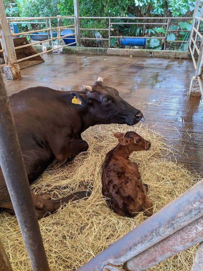 宿泊施設の周辺の牛舎の石垣牛の写真