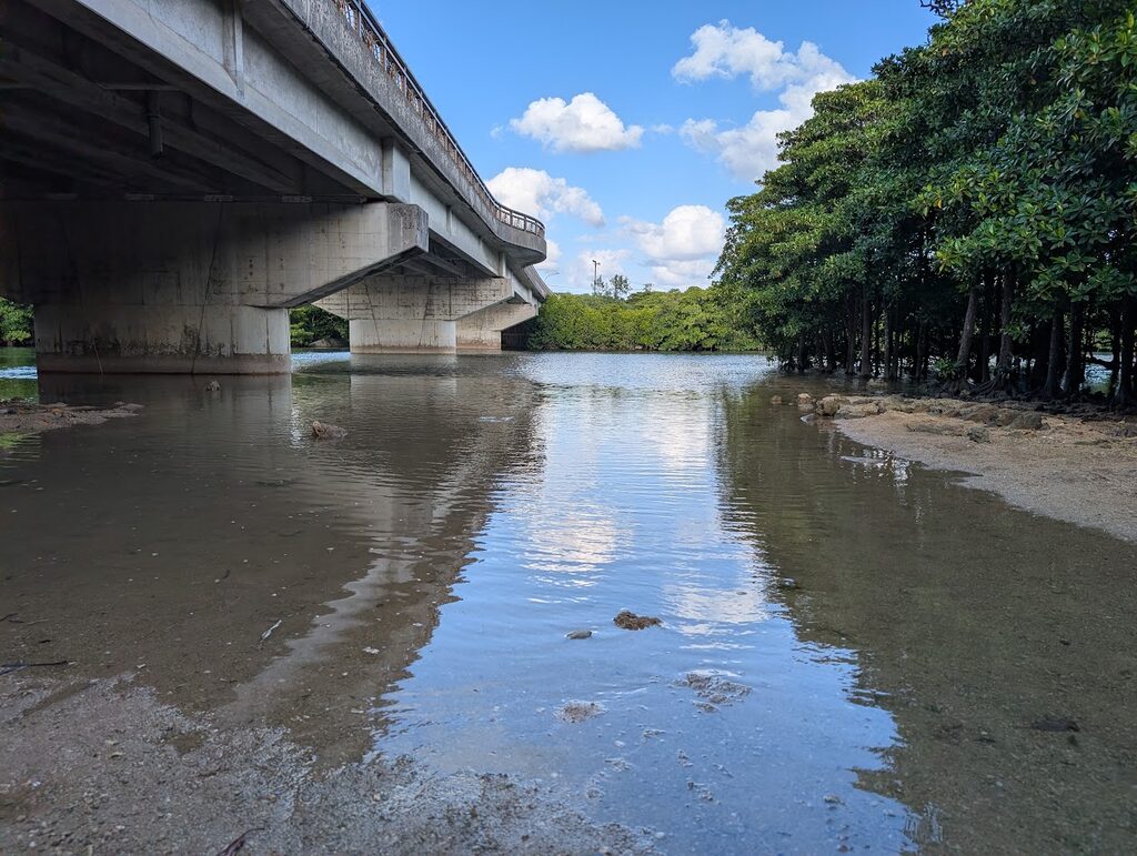宮良橋の下から見た、干潮時の河原と対岸のマングローブ林