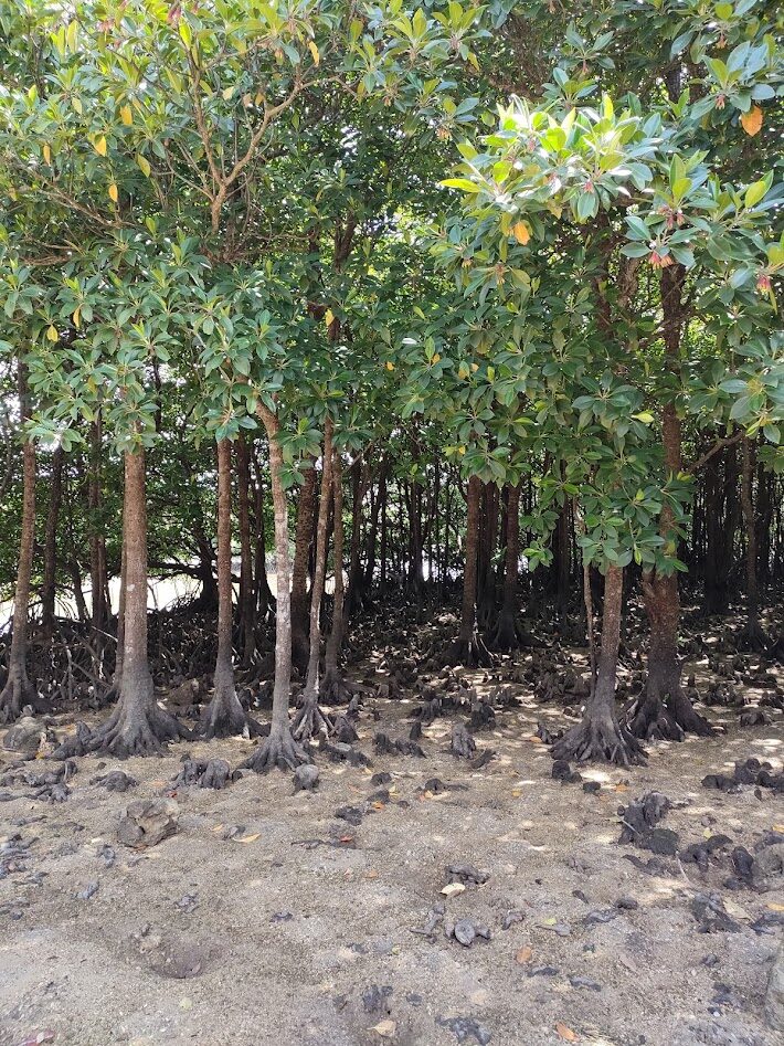 宮良川のヒルギ林で、幹の根元から広がる根と地面から突き出た根